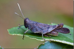 800px-Cricket_Insect